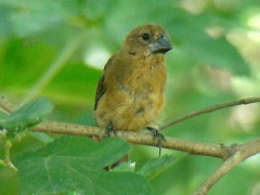 Reinamora grande/Ultramarine Grosbeak