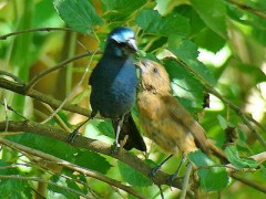 Reinamora grande/Ultramarine Grosbeak