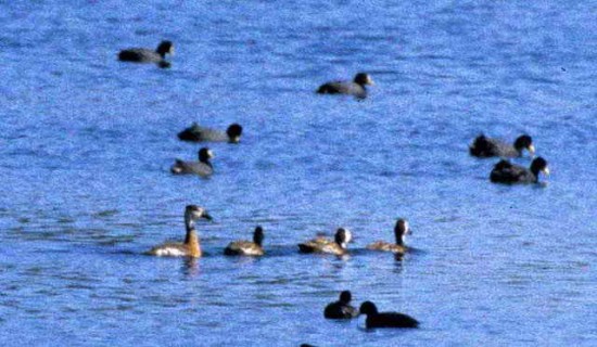 Pato híbrido/Hybrid duck