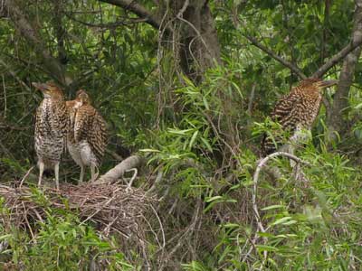 Hocó colorado/Rufescent Tiger-Heron