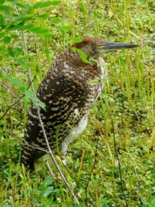 Hocó colorado/Rufescent Tiger-Heron