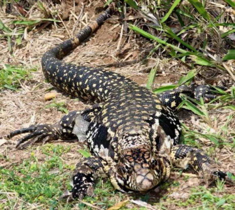 Lagarto overo/Black-and-white Tegu Lizard