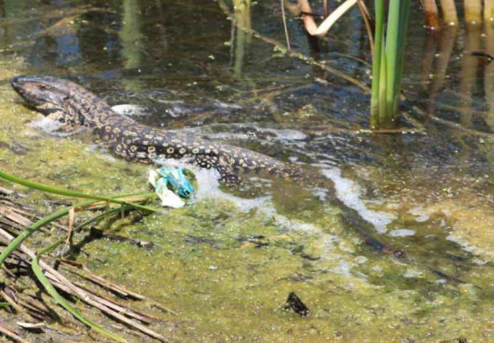 Lagarto overo/Black-and-white Tegu