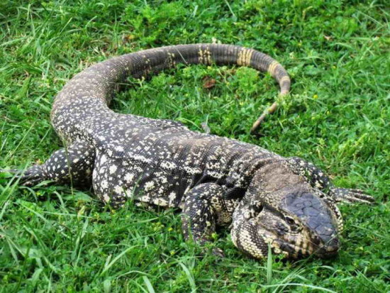 Lagarto overo/Black-and-white Tegu