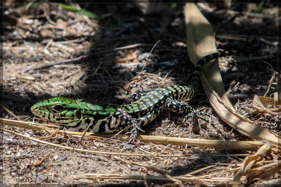 Lagarto overo/Black-and-white Tegu