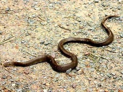 Culebra ratonera/Brown mussurana