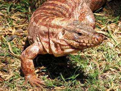 Lagarto colorado/Red Tegu Lizard