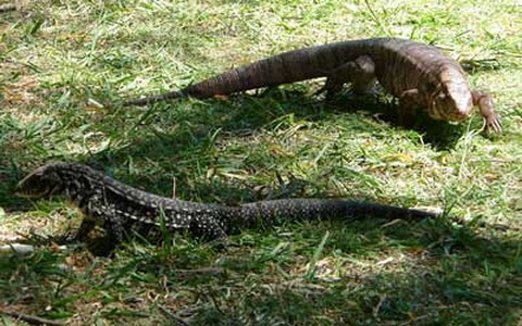 Lagartos overo y colorado/Black-and-white and Red Tegu Lizards
