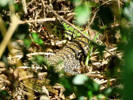 Lagarto overo/Black-and-white Tegu