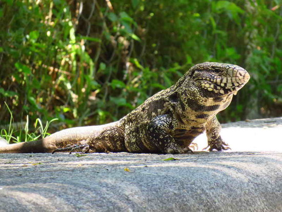 Lagarto overo/Black-and-white Tegu Lizard