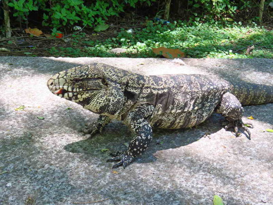 Lagarto overo/Black-and-white Tegu Lizard