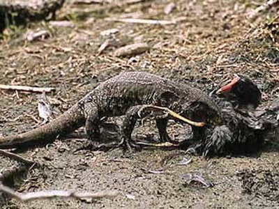 Lagarto overo/Black-and-white Tegu Lizard