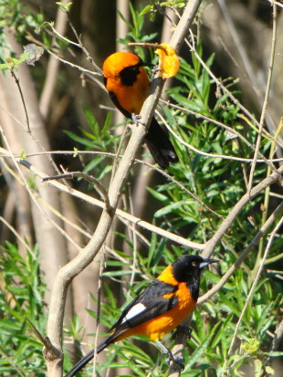 Turpial y matico/Campo and Orange-backed Troupials