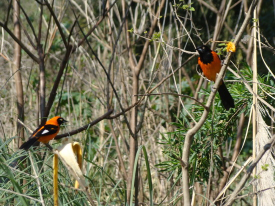 Turpial y matico/Campo and Orange-backed Troupials