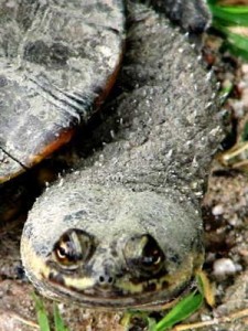 Tortuga cuello de serpiente/Snake-necked Turtle