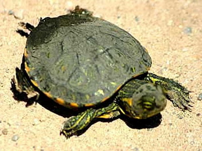 Tortuga pintada/Painted Turtle
