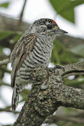 Carpinterito común M/White-barred Piculet M