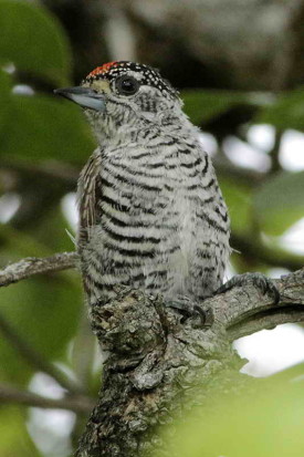 Carpinterito común M/White-barred Piculet M