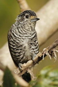 Carpinterito comúnH/White-barred PiculetF