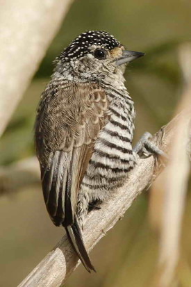 Carpinterito comúnH/White-barred PiculetF