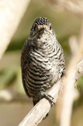 Carpinterito comúnH/White-barred PiculetF