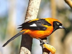 Matico/Orange-backed Troupial