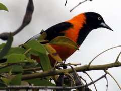 Turpial/Campo Troupial