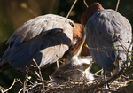 Hocó colorado/Rufescent Tiger-Heron