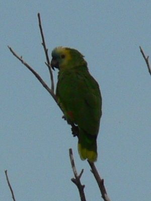 Loro hablador/Turquoise-fronted Parrot