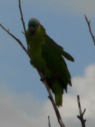 Loro hablador/Turquoise-fronted Parrot