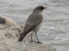 Dormilona cara negra/Dark-faced Ground-Tyrant