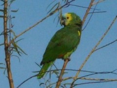 Loro hablador/Turquoise-fronted Parrot