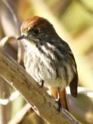 Viudita pico celesteH/Blue-billed Black-TyrantF