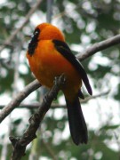 Matico/Orange-backed Troupial