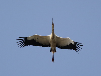 Cigüeña/Maguari Stork