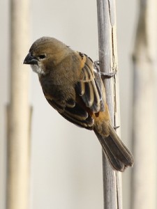 Corbatita dominóH/Rusty-collared SeedeaterF