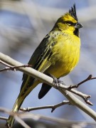 Cardenal amarillo/Yellow Cardinal