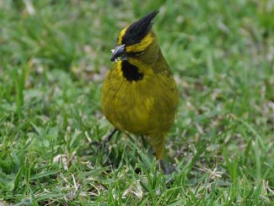 Cardenal amarilloM/Yellow CardinalM