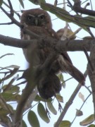 Caburé chico/Ferruginous Pygmy-Owl