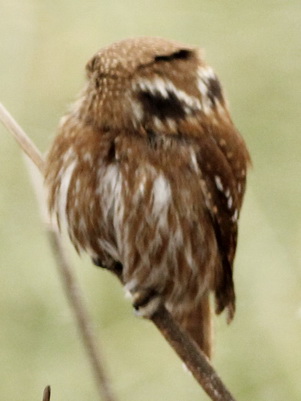 Caburé chico/Ferruginous Pygmy-Owl