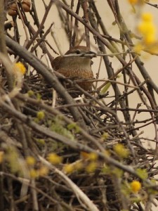 Espinero pecho manchadoNido/Freckle-breasted ThornbirdNest