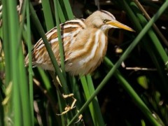 Mirasol común/Stripe-backed Bittern