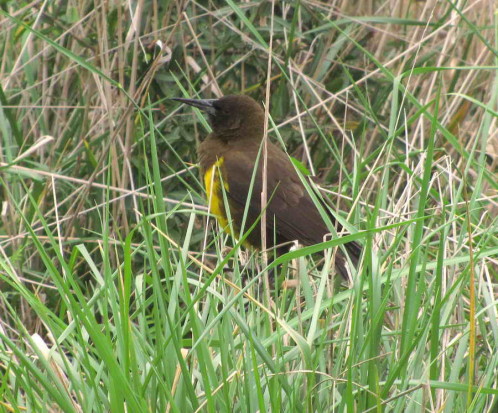 Pecho amarillo común/Brown-and-yellow Mashbird