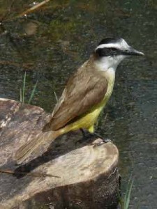 Benteveo-común/Great Kiskadee