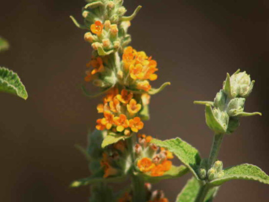 Cambará/Butterflybush