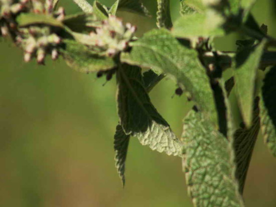 Cambará/Butterflybush