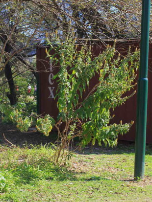 Cambará/Butterflybush