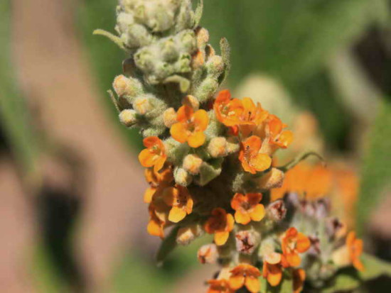 Cambará/Butterflybush