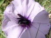 Campanilla/Morning glory