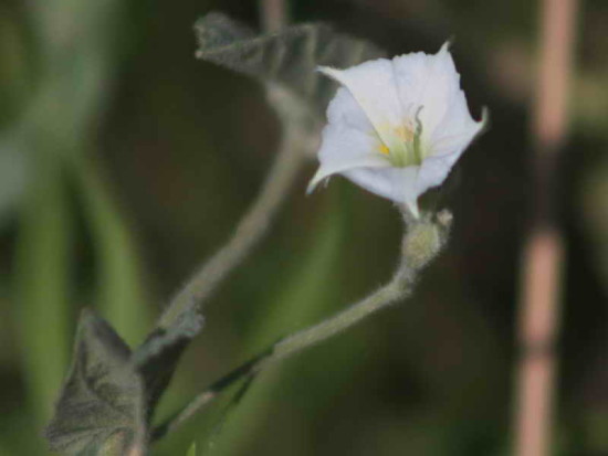 Convolvulus hermanniae